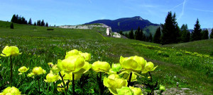 alpino-1
